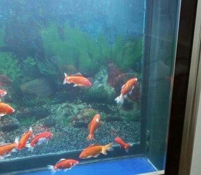 1米長40公分寬的魚缸適合養多大尺寸的魚：一個1米長40公分寬的魚缸尺寸選擇合適的魚缸尺寸很重要