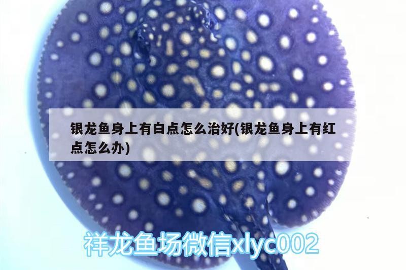 銀龍魚(yú)身上有白點(diǎn)怎么治好(銀龍魚(yú)身上有紅點(diǎn)怎么辦)