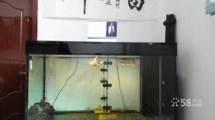 安陽龍魚vs祥龍魚場（安陽龍魚批發市場）