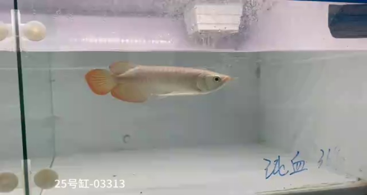 25號缸-印尼大湖純血小紅龍，越大越漂亮品種。
