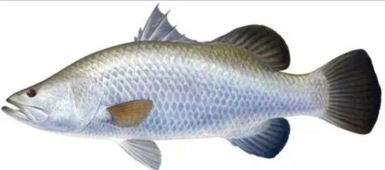 魟魚浮腫：魟魚浮腫怎么處理