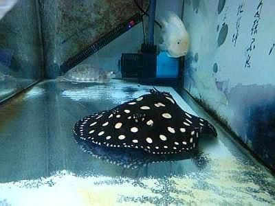魟魚進缸多久喂食：魟魚進缸后多久喂食