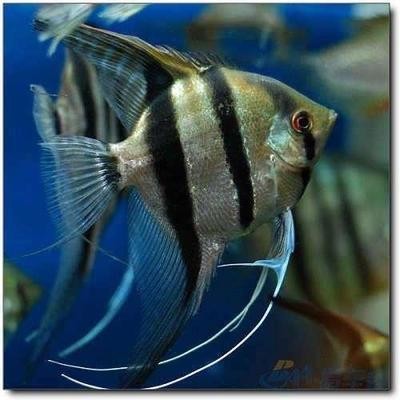 魚缸里放鹽水會怎么樣