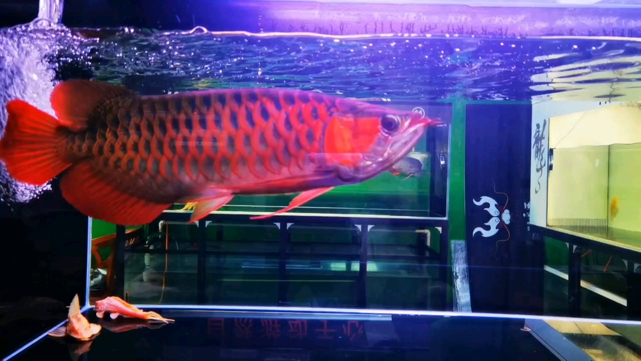 7.10號第一次給無極上側燈，兩側雙管20小時，8.20號拍攝視頻，華為手機自帶曾艷濾鏡 7.10號第一次給無極上側燈，兩側雙管20小時，8.20號拍攝視頻，華為手機自帶曾艷濾鏡 龍魚論壇