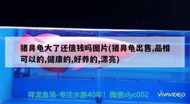 豬鼻龜大了還值錢嗎圖片(豬鼻龜出售,品相可以的,健康的,好養的,漂亮)