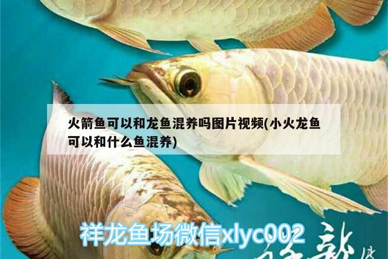火箭魚可以和龍魚混養嗎圖片視頻(小火龍魚可以和什么魚混養)