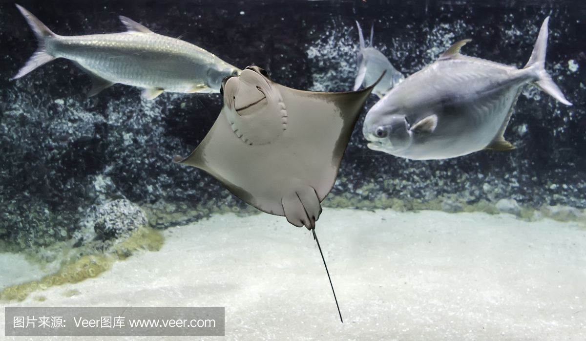 灰色魟魚