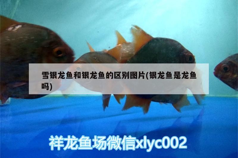 雪銀龍魚和銀龍魚的區別圖片(銀龍魚是龍魚嗎)