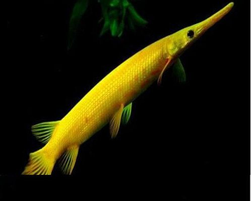 榆林龍魚vs祥龍魚場（榆林觀賞魚廠與祥龍魚場的關系）