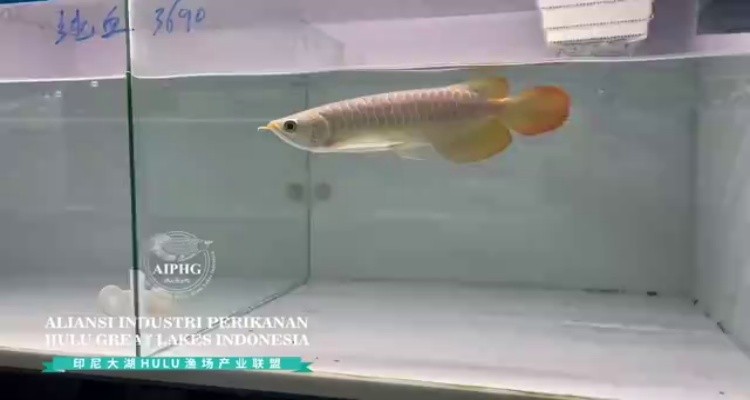 24號缸-印尼大湖純血小紅龍，越大越漂亮品種。