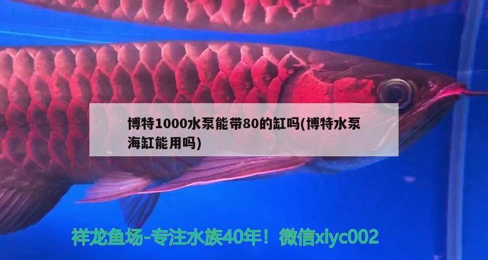 博特1000水泵能帶80的缸嗎(博特水泵海缸能用嗎)