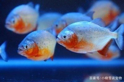 虎魚好飼養嗎：虎魚的飼養難度有多大？