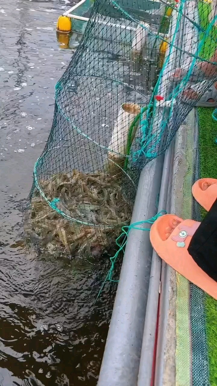 持續(xù)疏密中