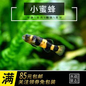虎魚吃活食要怎樣除蟲：虎魚吃活食如何除蟲