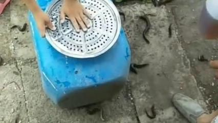 喂龍魚的泥鰍買回來怎么處理vs祥龍魚場：喂龍魚的泥鰍買回來怎么處理
