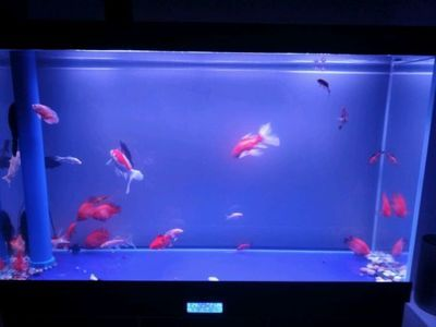 小虎魚混養：小虎魚可以與多種魚類混養