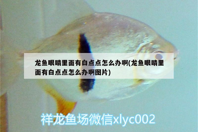 龍魚眼睛里面有白點點怎么辦啊(龍魚眼睛里面有白點點怎么辦啊圖片)