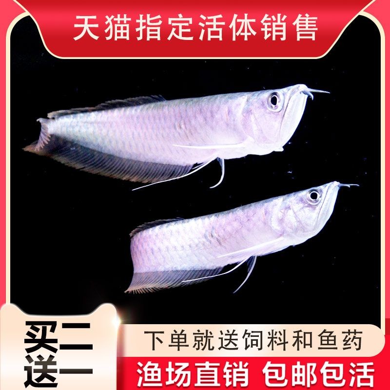 活餌料對金龍魚色彩的影響：活餌料對金龍魚的影響