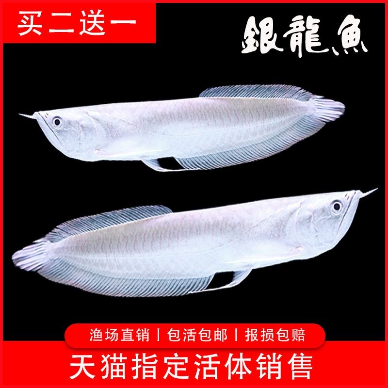 活餌料對金龍魚色彩的影響：活餌料對金龍魚的影響