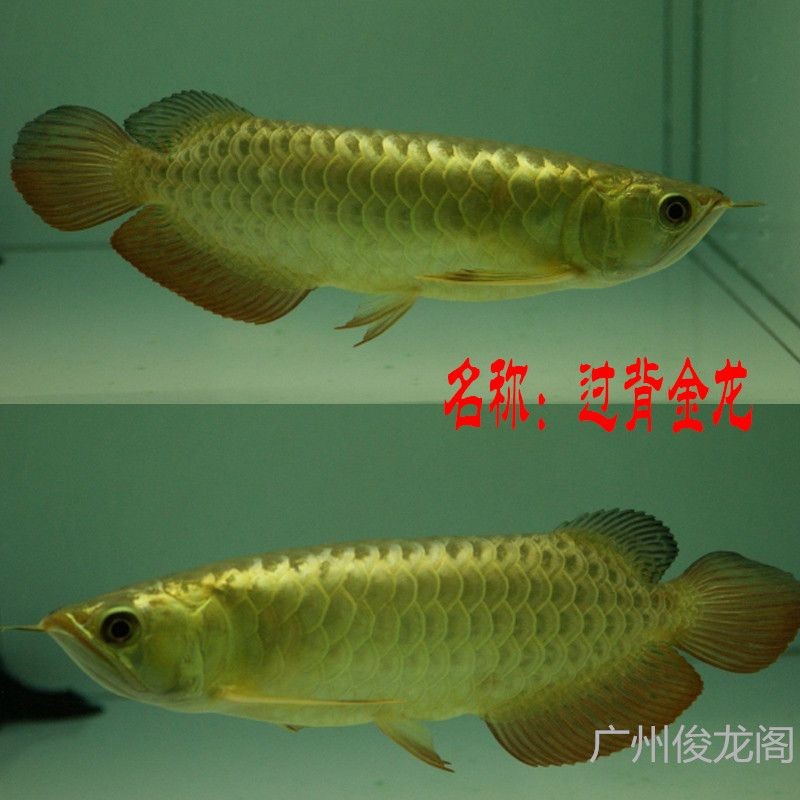 活餌料對金龍魚色彩的影響：活餌料對金龍魚的影響