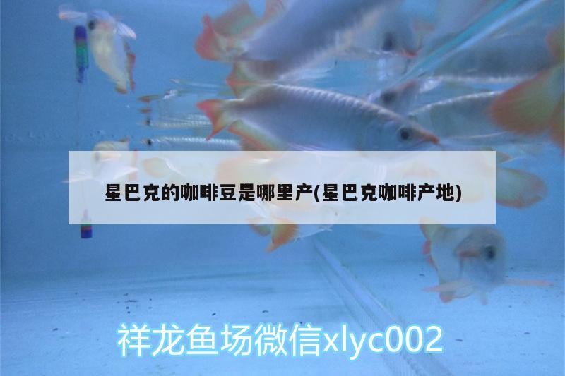 星巴克的咖啡豆是哪里產(星巴克咖啡產地)