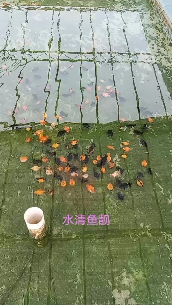 換水隨拍