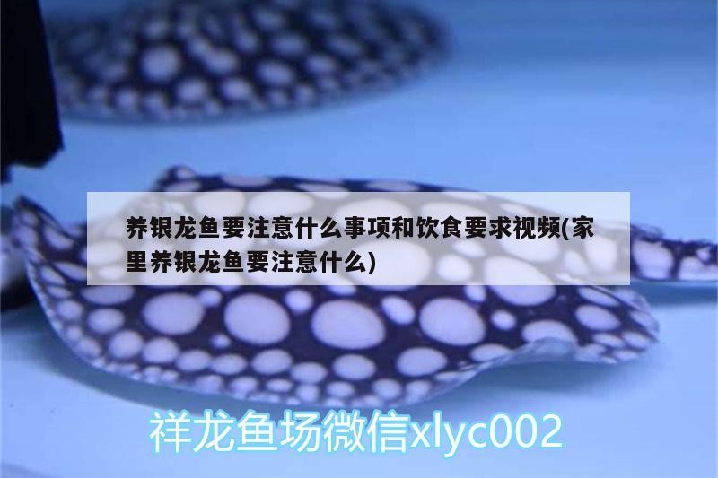 養銀龍魚要注意什么事項和飲食要求視頻(家里養銀龍魚要注意什么)