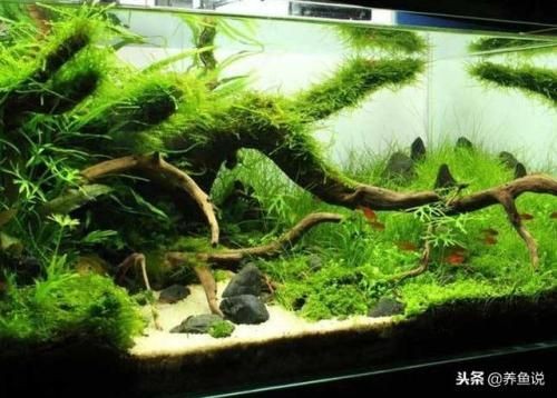 大廳能放魚缸嗎：魚缸在大廳放置魚缸時需要考慮一些風水學中的因素
