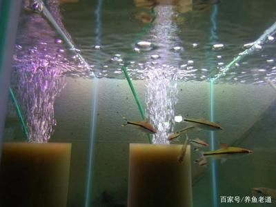 大廳能放魚缸嗎：魚缸在大廳放置魚缸時需要考慮一些風水學中的因素