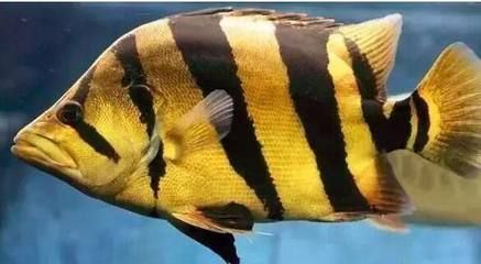虎魚身上起白膜是什么病癥：虎魚身上出現白膜是什么病癥虎魚身上起白膜是什么病癥
