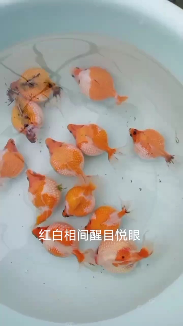 能長一斤多的大珠子