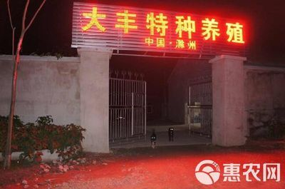 滁州龍魚vs祥龍魚場（滁州龍魚和祥龍魚場哪個好）