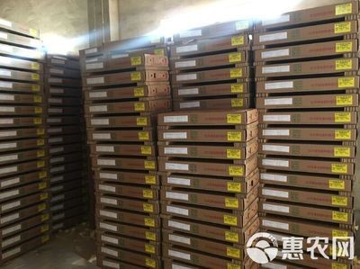 滁州龍魚vs祥龍魚場（滁州龍魚和祥龍魚場哪個好）