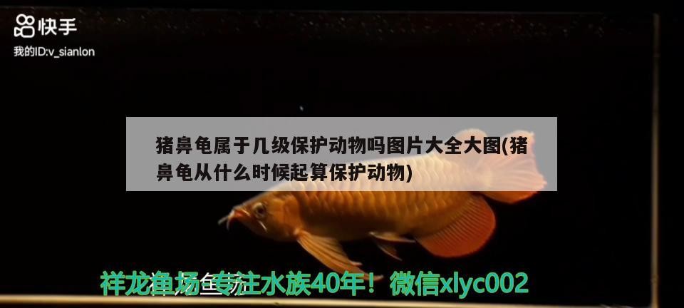 豬鼻龜屬于幾級保護動物嗎圖片大全大圖(豬鼻龜從什么時候起算保護動物)