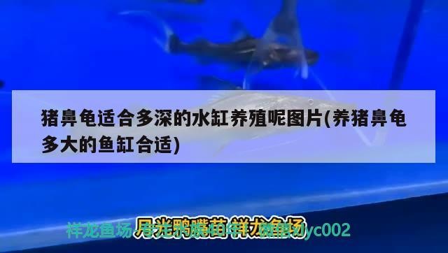 豬鼻龜適合多深的水缸養殖呢圖片(養豬鼻龜多大的魚缸合適)