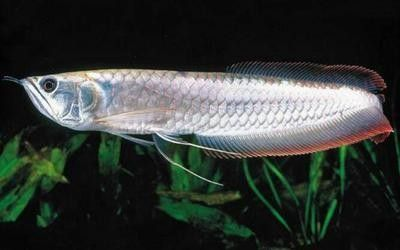 龍魚龍須根部受傷：龍魚胡須受傷怎么辦