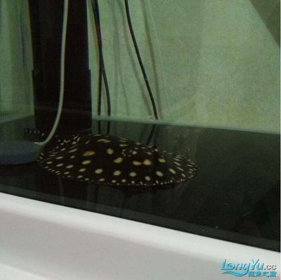 魟魚下缸后翹邊怎么回事：魟魚下缸后翹邊可能有以下幾個原因