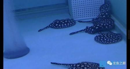 魟魚繁殖技術要點：如何提高親魚繁殖成功率，魟魚幼魚喂養最佳實踐