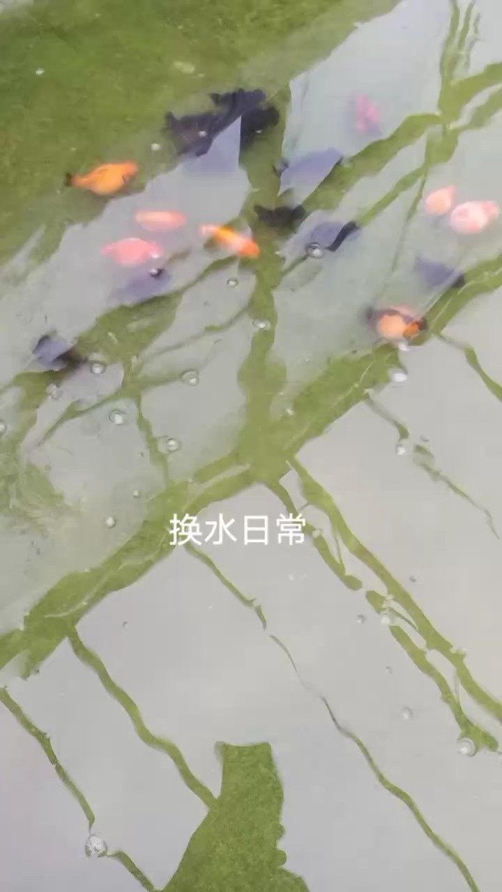一池龍珠