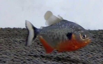 虎魚吃虎魚苗嗎：虎魚的食性以及虎魚苗的飼養方法是根據搜索結果得出的信息