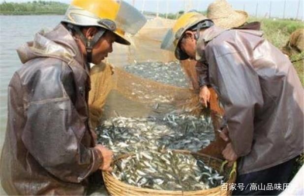 BD魟魚選購注意事項:選購bd魟魚的注意事項 魟魚百科 第4張 BD魟魚選購注意事項:選購bd魟魚的注意事項 BD魟魚選購注意事項:選購bd魟魚的注意事項 魟魚百科 第4張