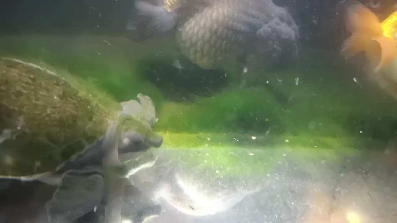 非手術療法能治愈龍魚鰓蓋圓坑嗎?,手術治療龍魚鰓蓋圓坑存在風險,手術后多久能恢復 龍魚百科 第1張 非手術療法能治愈龍魚鰓蓋圓坑嗎?,手術治療龍魚鰓蓋圓坑存在風險,手術后多久能恢復 非手術療法能治愈龍魚鰓蓋圓坑嗎?,手術治療龍魚鰓蓋圓坑存在風險,手術后多久能恢復 龍魚百科 第1張