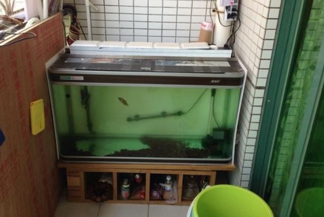 1.2米魚缸適合養什么魚皮實的：1.2米的魚缸適合養什么魚