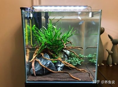 8厘米魚用多大魚缸養好：8厘米的魚適合養什么樣的魚