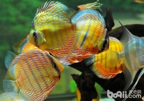 紅龍魚和七彩混養會怎么樣