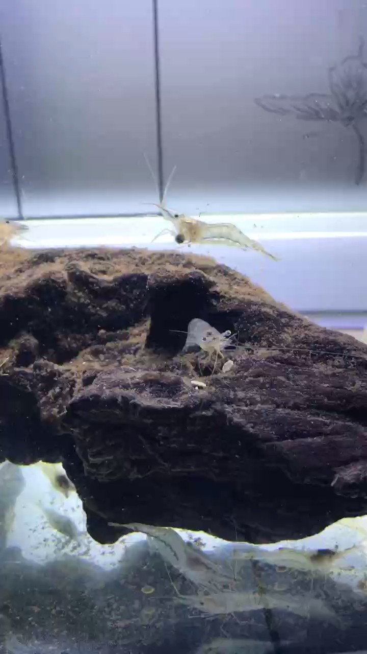吃的挺開心