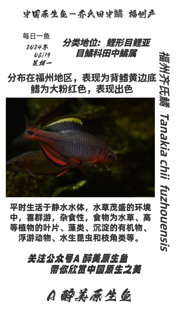 福州齊氏鱊