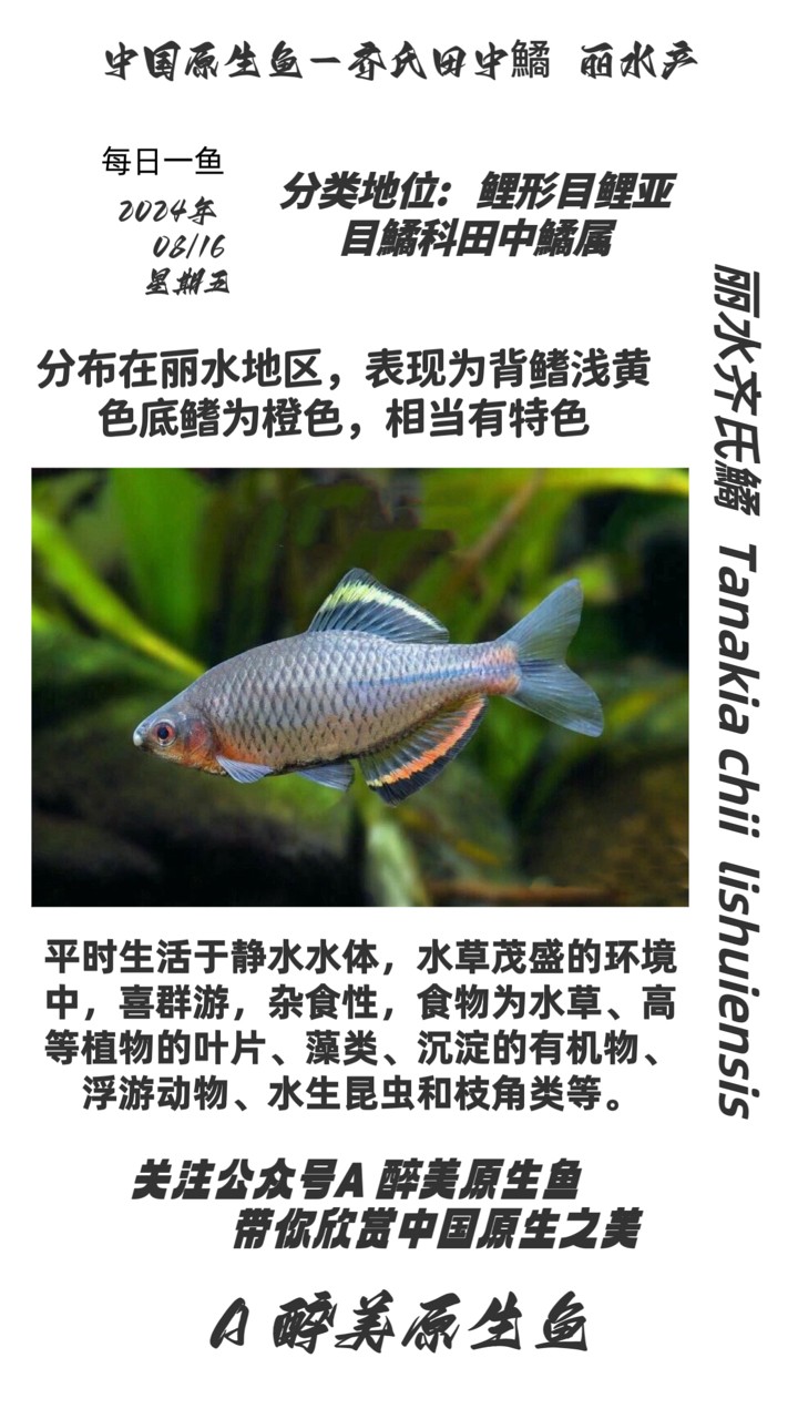 麗水齊氏鱊