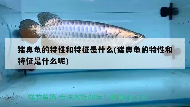 豬鼻龜的特性和特征是什么(豬鼻龜的特性和特征是什么呢)