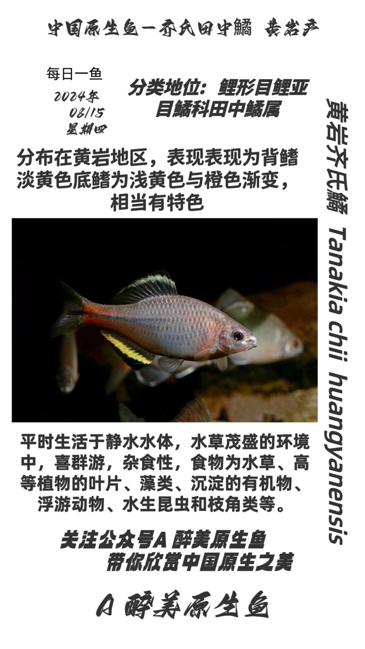 黃巖齊氏鱊
